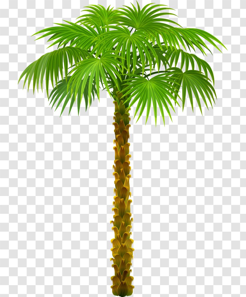 Arecaceae Tree California Palm Clip Art - Plant Stem Transparent PNG