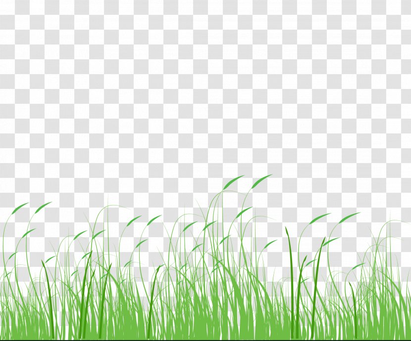 Setaria Viridis Green Meadow Grass - Herbaceous Plant - Grass,Dog's Tail Grass,Grass,Green,Meadow Transparent PNG