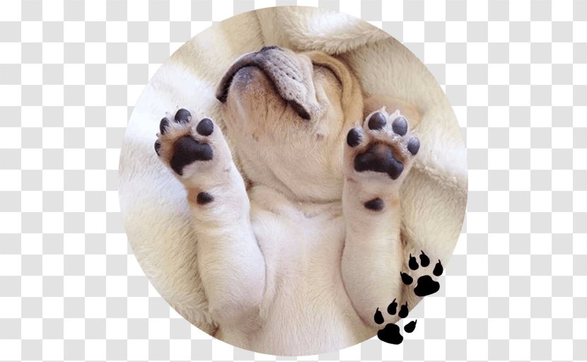 French Bulldog Puppy Paw Cuteness - Animal Transparent PNG