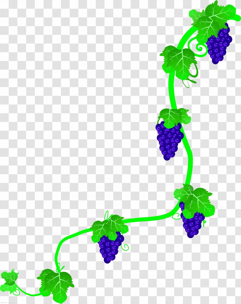 Common Grape Vine Wine Rattan - Flora - Green Vine,Rattan,vine Transparent PNG