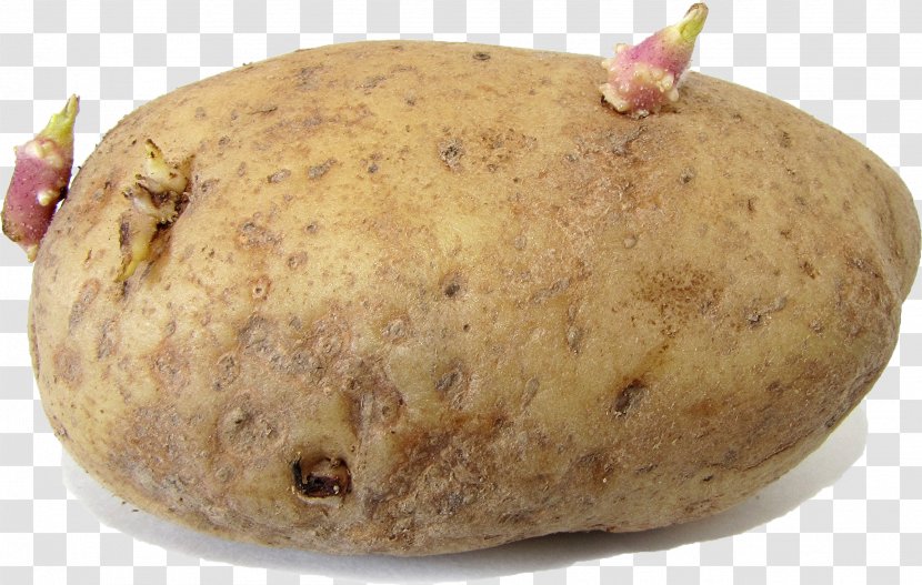 Russet Burbank Potato Pests Sprouting Sweet Nightshade Transparent PNG