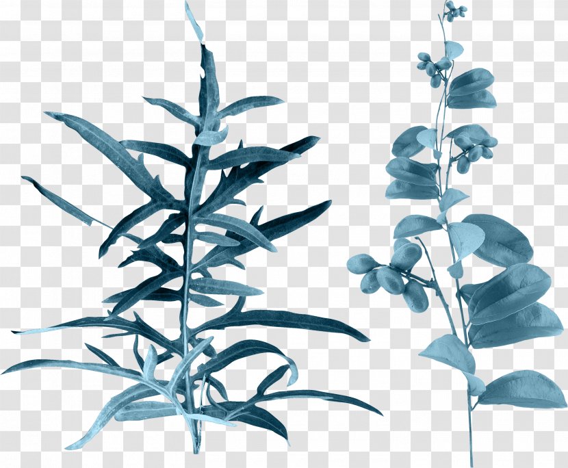 Leaf Clip Art Image Branch - Photography - Myrtus Communis L Transparent PNG