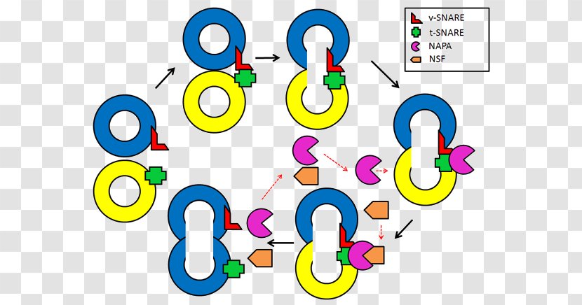 Line Clip Art Product Point Number - Area - Apical Epithelial Cells Transparent PNG