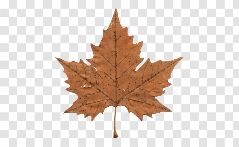 Maple Leaf Canada Clip Art - The Transparent PNG