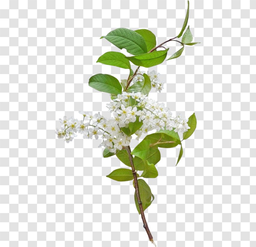 Flower The Truth Of Life This World Petal Plant Stem Transparent PNG