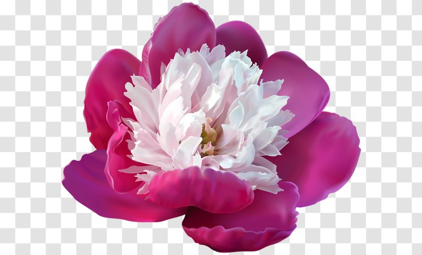 Peony Lossless Compression Clip Art - Petal Transparent PNG