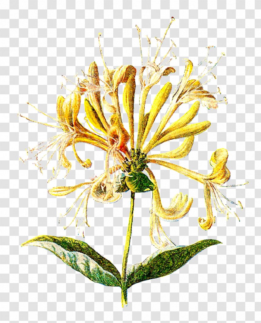 Wildflower Lonicera Hispidula Clip Art - Floristry - Wild Flowers Transparent PNG