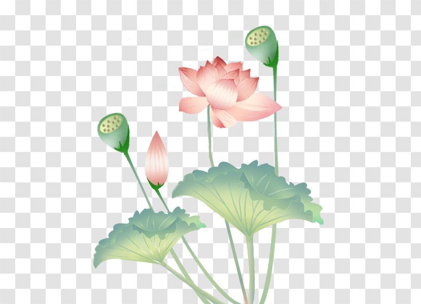 Nelumbo Nucifera Lotus Effect Leaf - Chinese Transparent PNG