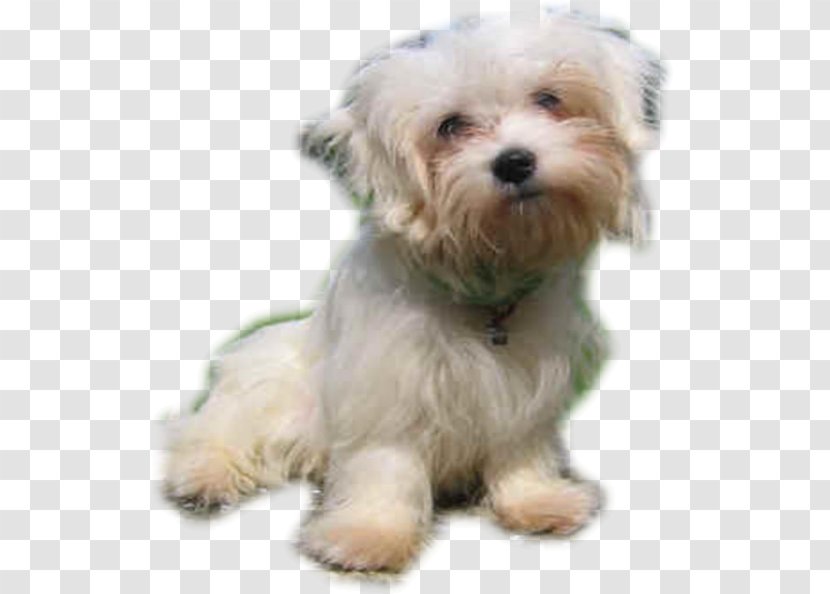 Maltese Dog Havanese Little Lion Bolonka Morkie - Companion - Puppy Transparent PNG
