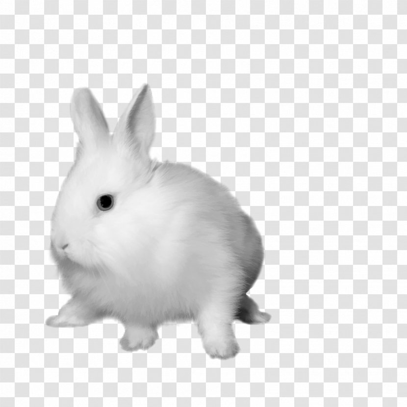 White Rabbit Hare Dutch Domestic - Leporids - The Free Download Matting Transparent PNG