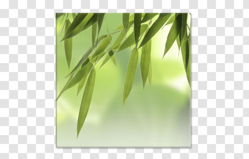 Stock Photography Tropical Woody Bamboos Royalty-free - Grass - Photographic Printing Transparent PNG