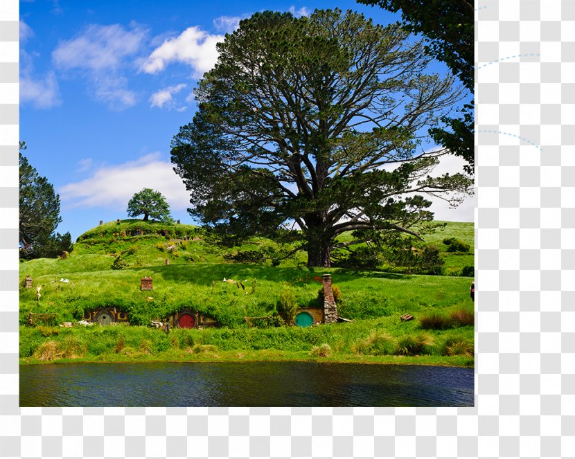 Hobbiton Movie Set Waitomo Caves Rotorua Auckland Hotel - Meadow Transparent PNG