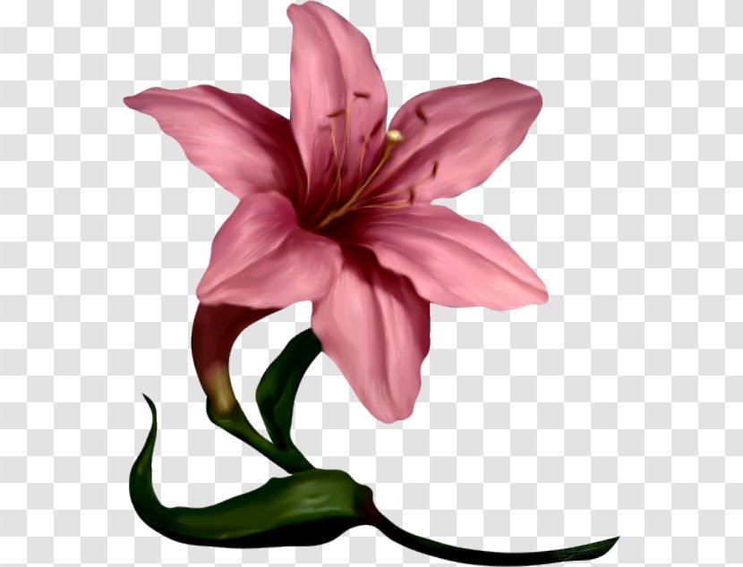 Lilium Flower Pink Clip Art - Plant - Lily Transparent PNG