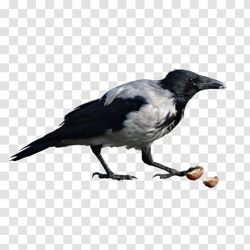 American Crow Eurasian Magpie Wild Boar Ochota - Ptaki Transparent PNG