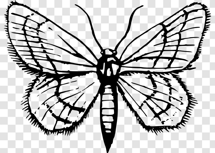 Monarch Butterfly Moth Clip Art - Organism Transparent PNG