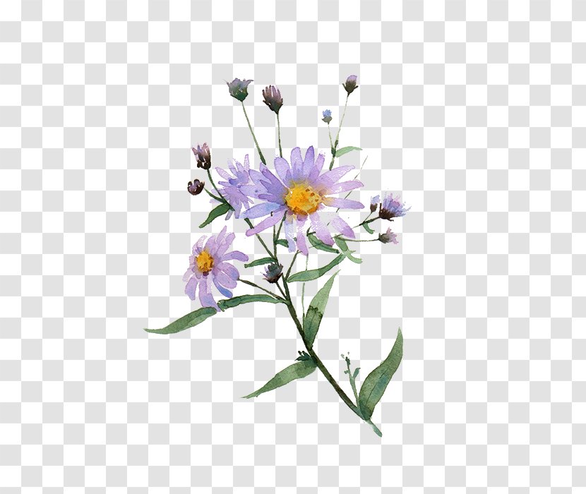 Chrysanthemum Indicum Illustration - Flowering Plant - Purple Chrysanthemums Transparent PNG