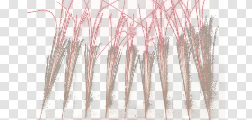 Wood Angle - Pink - Fireworks Transparent PNG