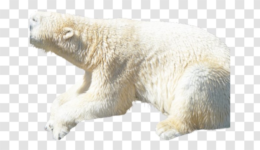 Polar Bear American Black Earless Seal Walrus Transparent PNG