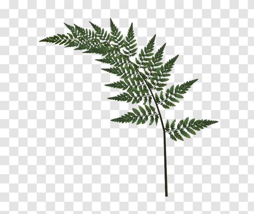 Tree Fern Bay Laurel Clip Art - Branch Transparent PNG