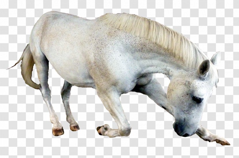 Horse Foal - Snout Transparent PNG