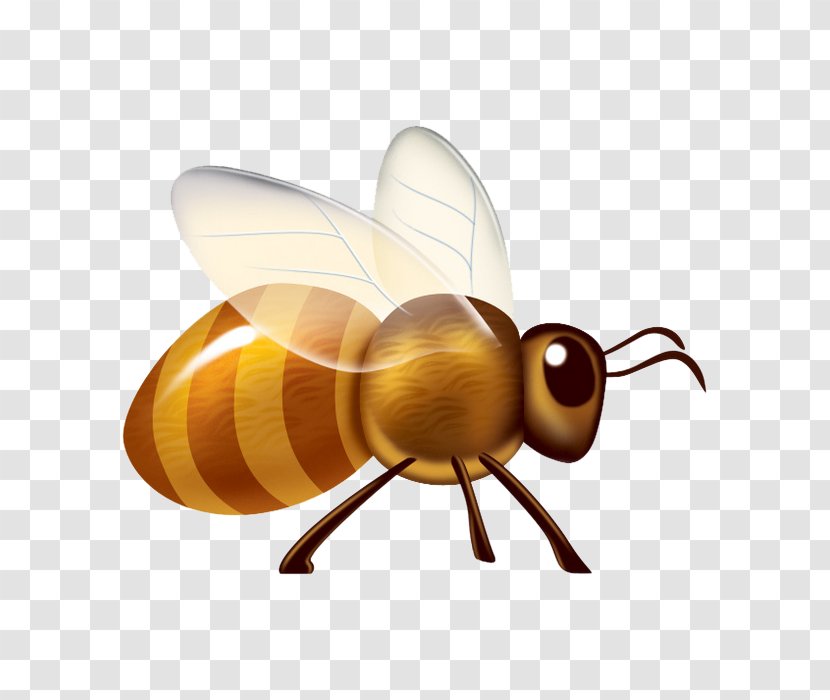 Apidae Insect Cartoon - Propeller - Cute Bee Transparent PNG