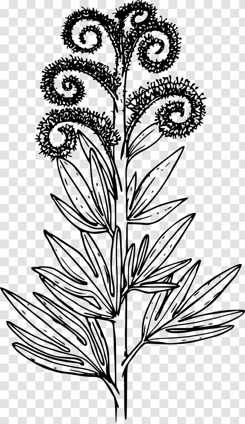 Phacelia Procera Sericea Drawing Coloring Book - Flora - Tall Transparent PNG