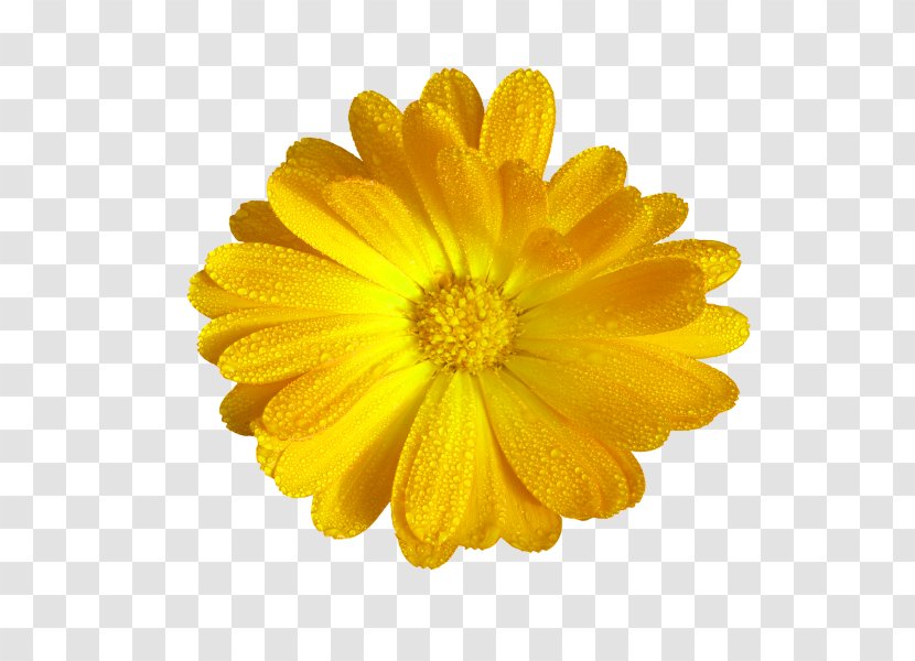 Sister Wish Greeting Card Message - Chrysanths - Yellow Chrysanthemum Decoration Pattern Transparent PNG