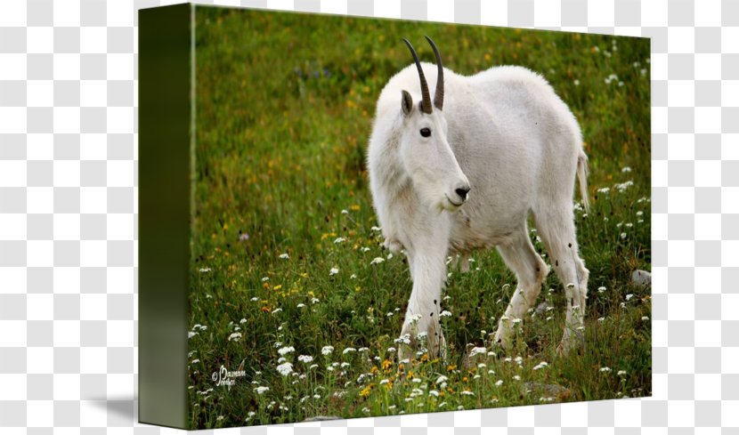 Mountain Goat Pasture Fauna Grazing - Livestock Transparent PNG