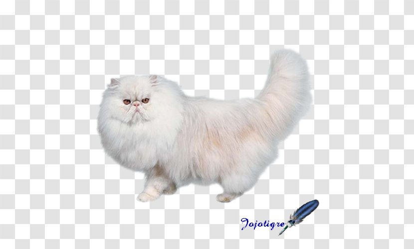 Persian Cat Asian Semi-longhair British Cymric Napoleon - Semilonghair - Chat Log Transparent PNG