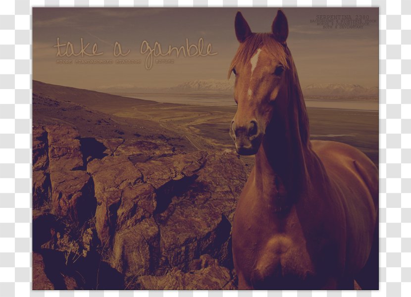 Mustang Stallion Mare Halter Mane - Ecoregion Transparent PNG