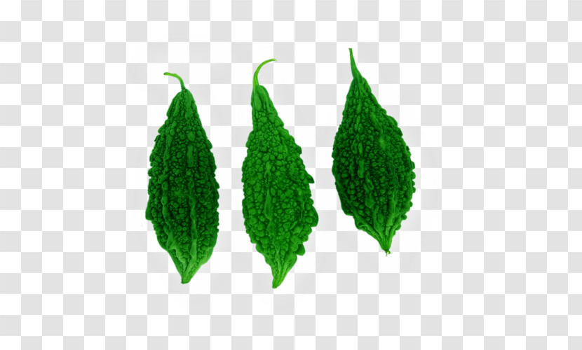 Leaf Green Plant Flower Transparent PNG