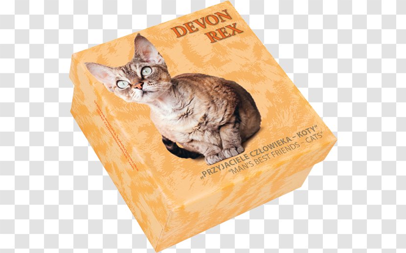 Tabby Cat Kitten Whiskers Tail - Like Mammal - Devon Rex Transparent PNG