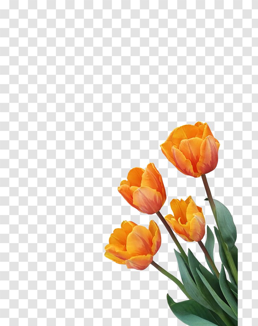 Tulip Orange Flower - Petal - Decoration Transparent PNG
