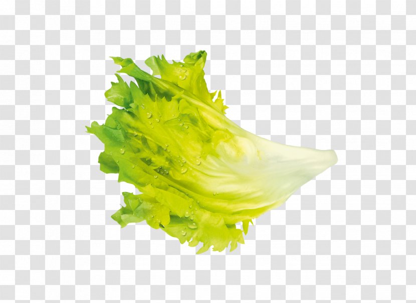 Leaf Vegetable Iceberg Lettuce Salade - Food Transparent PNG