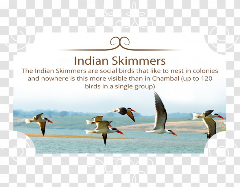Chambal River National Sanctuary Indian Skimmer Skimmers Bird Transparent PNG