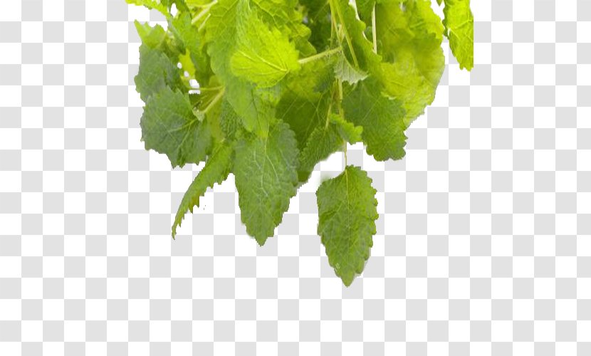 Tea Herbalism Lemon Balm - A Slice Of Transparent PNG