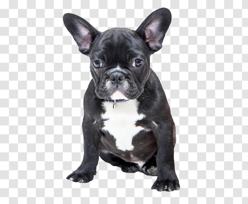 French Bulldog American Pug Puppy - Pit Bull Transparent PNG
