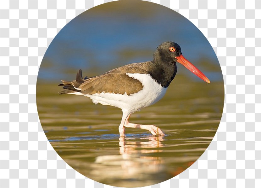 Bird Migration Atlantic Flyway Northeastern United States Animal Transparent PNG