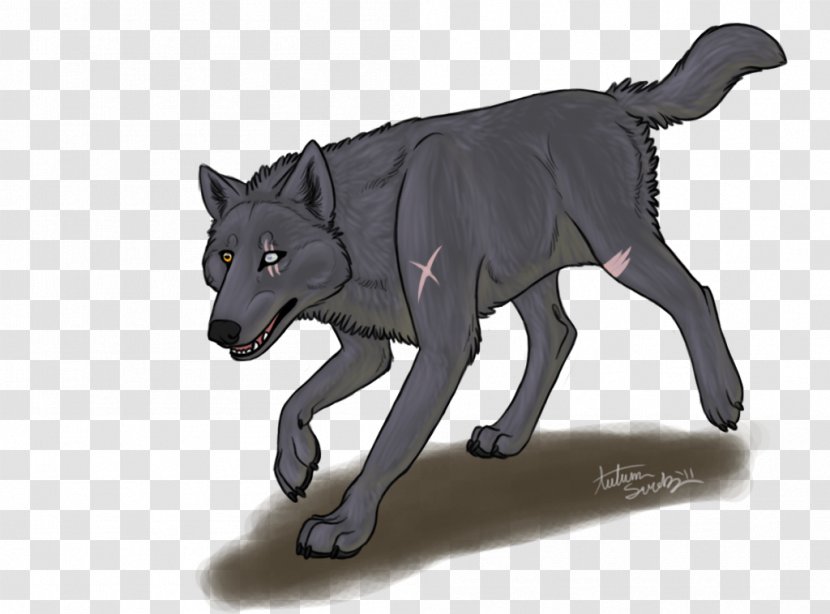 Gray Wolf Fauna Fur Snout Wildlife - Chasing Dreams Transparent PNG