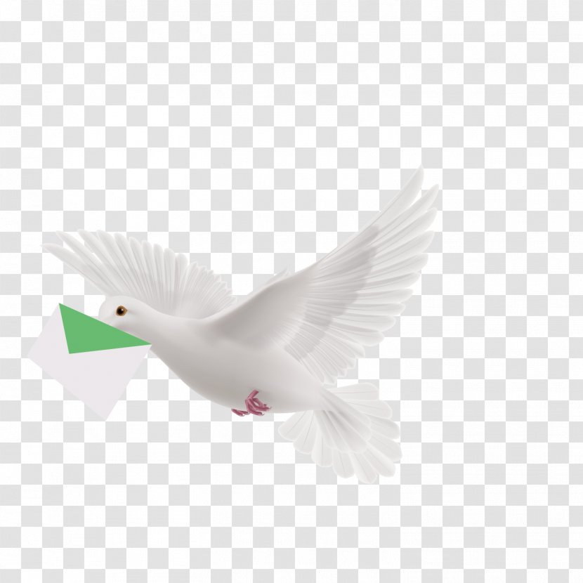 Homing Pigeon Flight Columbidae Bird - Beak - Vector Pattern Flying Transparent PNG