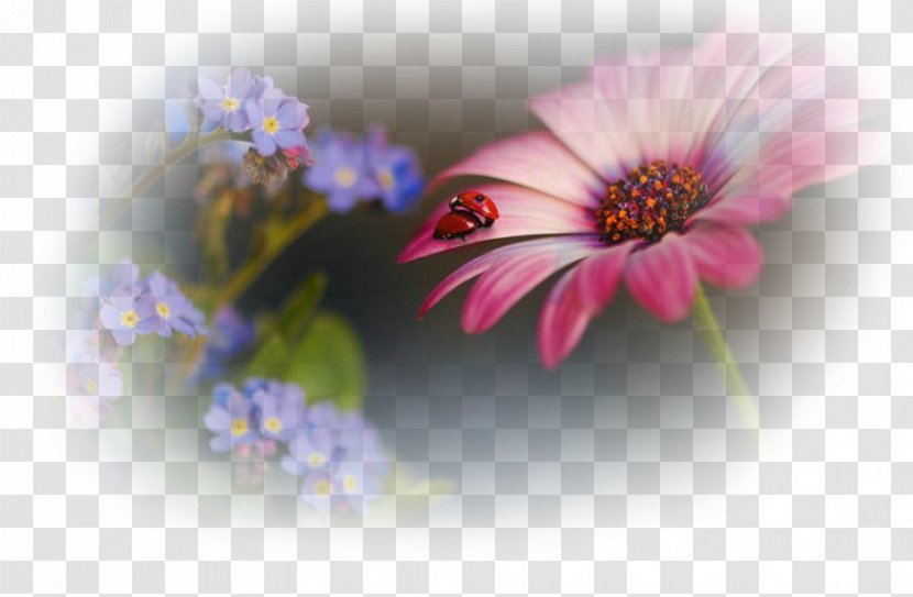 Photography Birthday Desktop Wallpaper Image Flower - Macro Transparent PNG