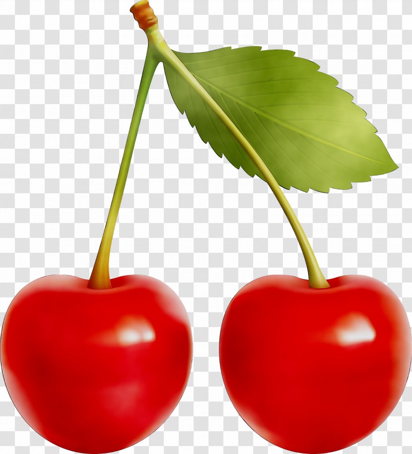 Cherry Pie Cherries Clip Art Sour - Flowering Plant Transparent PNG