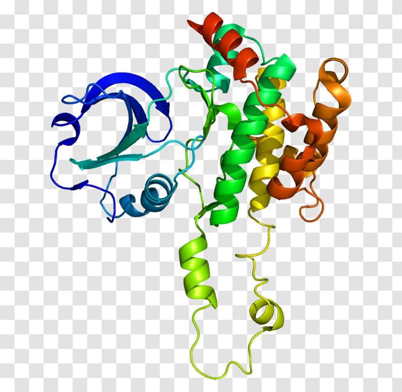 Gene SLK Protein Kinase Threonine - Text Transparent PNG