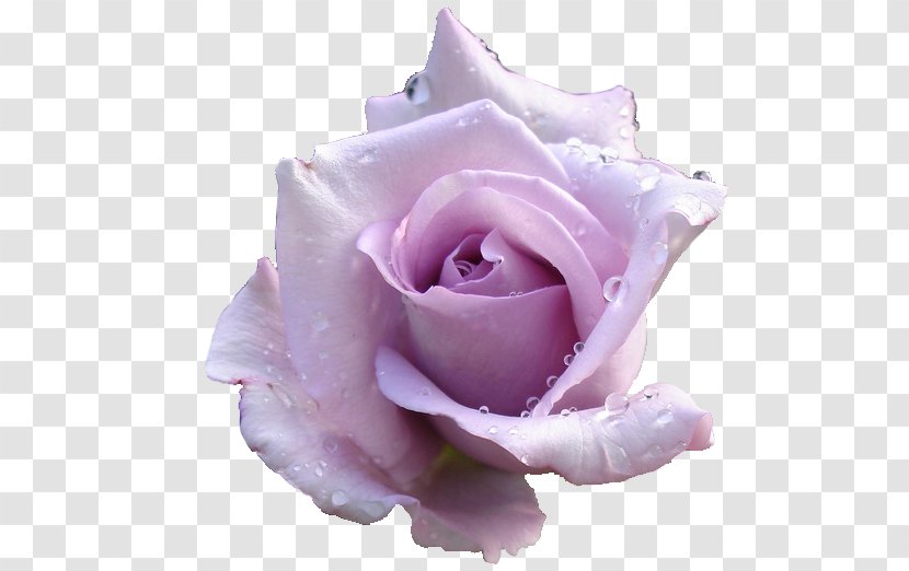 Rose Clip Art Lavender Desktop Wallpaper Pink - Close Up - Baby Breath Flower Transparent PNG