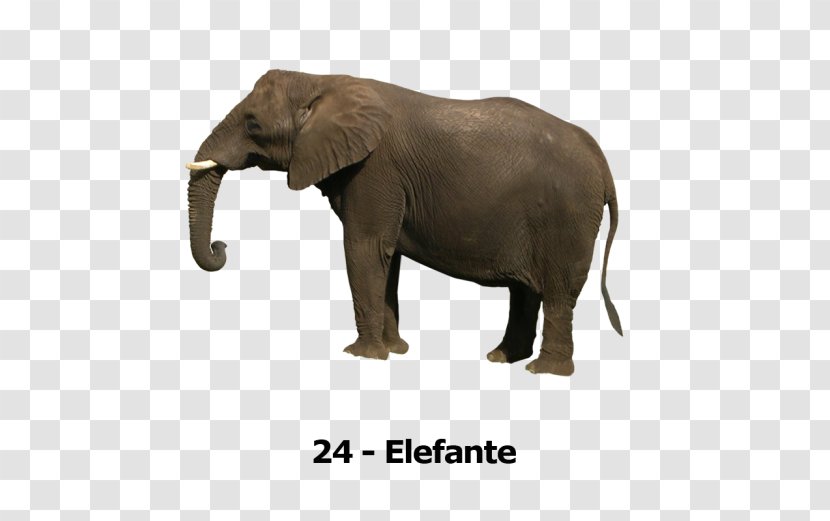 Asian Elephant YouTube African Clip Art - Organism - Youtube Transparent PNG