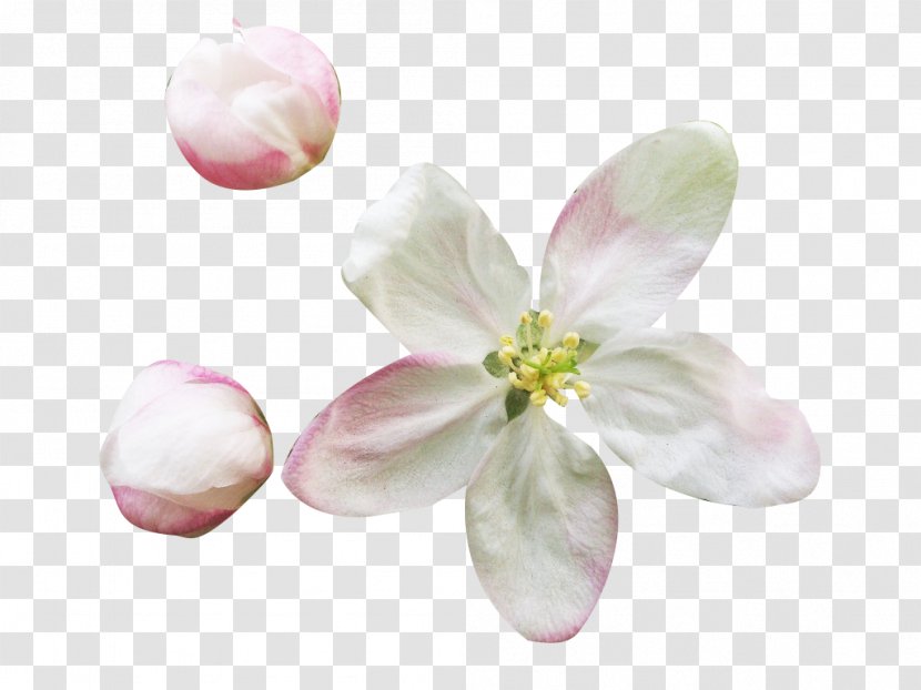 Petal Flower Blossom Download - Pink - Buds And Pear Petals Picture Material Transparent PNG