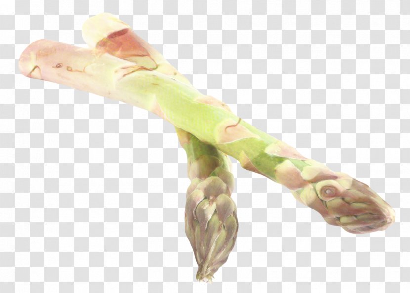 Vegetable Cartoon - Celtuce - Plant Stem Transparent PNG