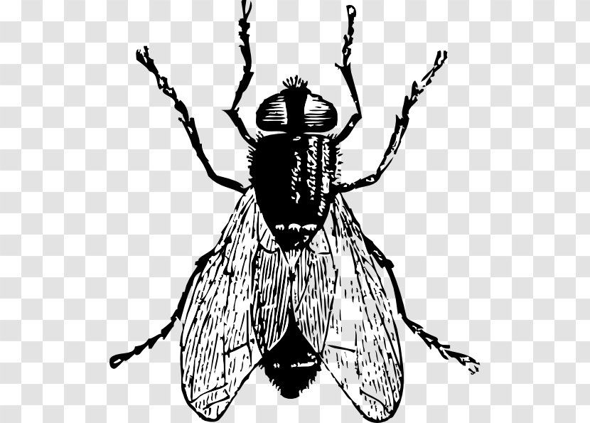 Housefly Free Content Clip Art - Monochrome - Bugs Flying Cliparts Transparent PNG