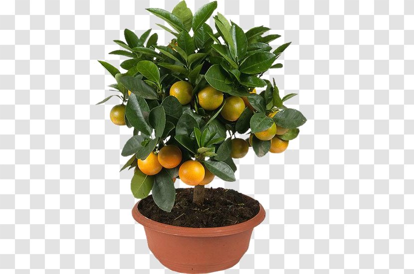 Kumquat Mandarin Orange Clementine Tangerine Rangpur - Houseplant - Tree Transparent PNG