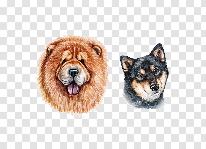 Eurasier Finnish Spitz Pomeranian Dog Pit Bull Chow - Fur - Watercolor Animals Transparent PNG